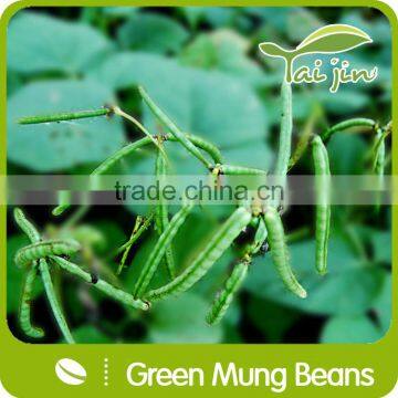 High Quality Green Mung Beans Foul Medames photo-2