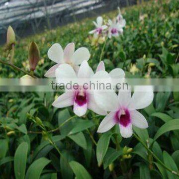 Dendrobium Hybrids blooming orchids plant