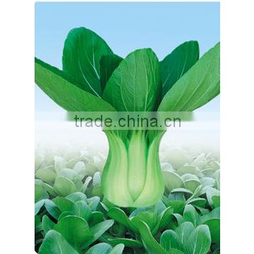 Green Cabbage Seed For Sale Hua Mei Guan