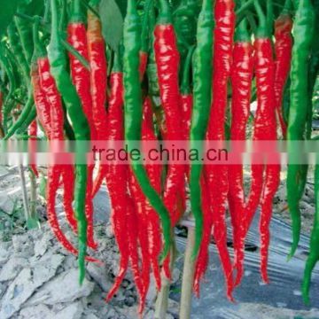 All Kinds Of Green /Red Hot Pepper Seeds Hot Chilli Seeds vegeatable seed for sale