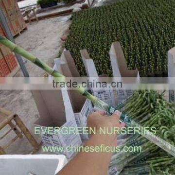 Lucky Bamboo