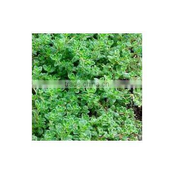 Thyme Oil