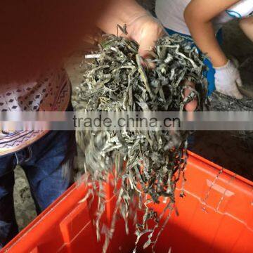 Hot Sale in Russia New kelp algae cut,sea kale,sea tangle,seaweed laminaria