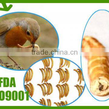 FDA tenebrio molitor wholesale bird food // bird food mealworm