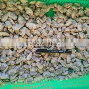 Sand and Chemical Free New Boiled Clam Meat for Sale photo-4