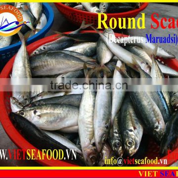 FROZEN MARUADSI WHOLE ROUND (ROUND SCAD)