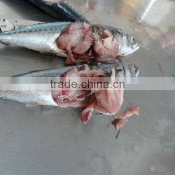 new frozen mackerel from china