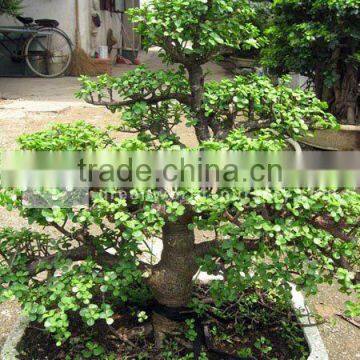 portulacaria tree