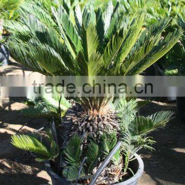 Cycas Revoluta photo-3