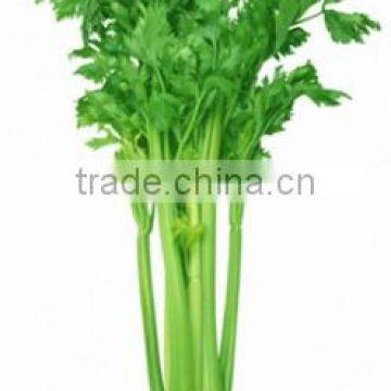 Celery Oil photo-4