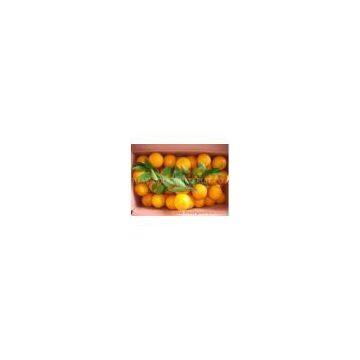 Navel Orange photo-2