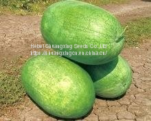 SHUANGXING f1 big hybrid watermelon seeds outdoor grown