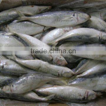 Landding Frozen Horse Mackerels for Bait