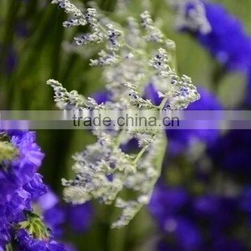 Special unique cut flower limonium