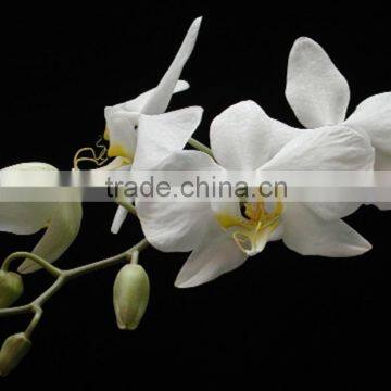 Fashionable fresh preserved new garden beauty orchid