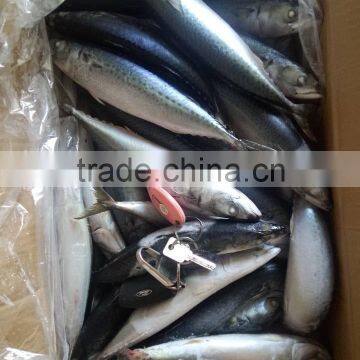 Pacific MackerelFish Seafood Bulk Frozen In Carton