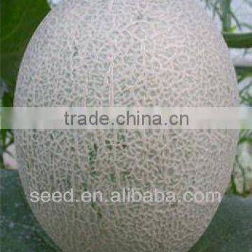 Red star No.2 high value and resistance sweet melon seeds