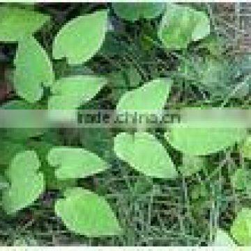 Epimedium Herb P.E. Herbal Men Sex Enhancement