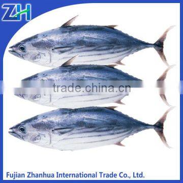 fresh frozen skipjack tuna whole round price