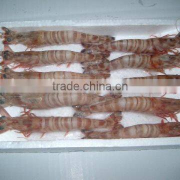 Zhoushan Ship Frozen Marsupenaeus Japonicus (shrimp Kind) photo-2