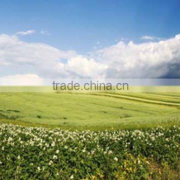 CS04 Modern Home Decoration Simple Scenery Village Scene Art Paintings