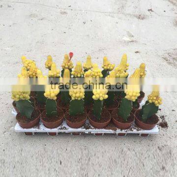 Succulent plants Mini colorful cactus