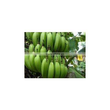 Price of Fresh Cavendish Banana photo-6
