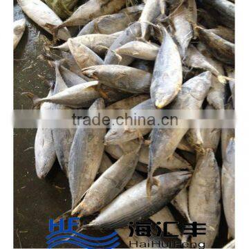 2016 New Frozen Tuna SkipJack Frozen Bonito Fish