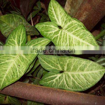 Syngonium podophyllum white butterfly Syngonium White Butterfly