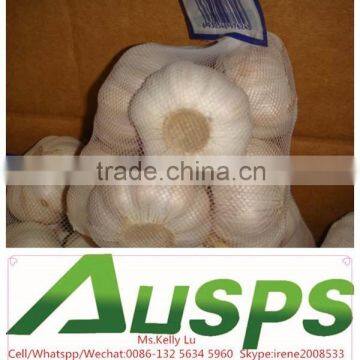 china wholesale fresh white garlic