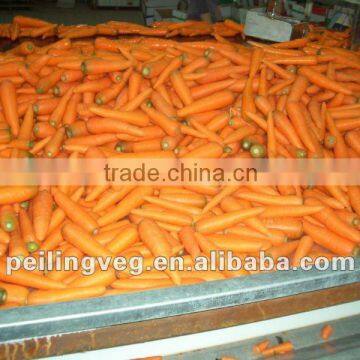 Xiamen clean red carrot