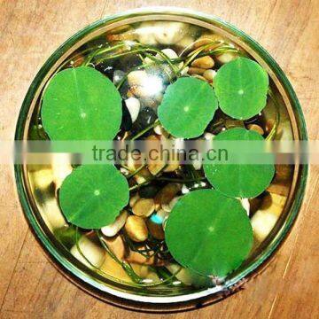 2015 Water Lily Lotus Seeds For Growing For Family Pot Landscape photo-4