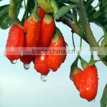 dried goji 380