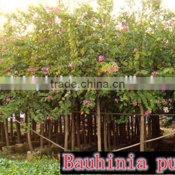 blooming Bauhinia purpurea