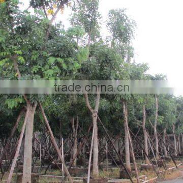 Cassia Fistula