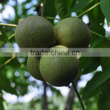 Best Saling on Foods Products Halves Walnut Meat Distributor photo-3