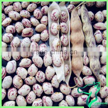 White and Red Speckled Kidney Beans Xinjiang Round Type