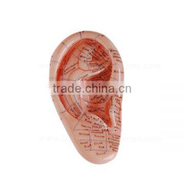 12cm Anatomical Human Body Model Ear Acupuncture