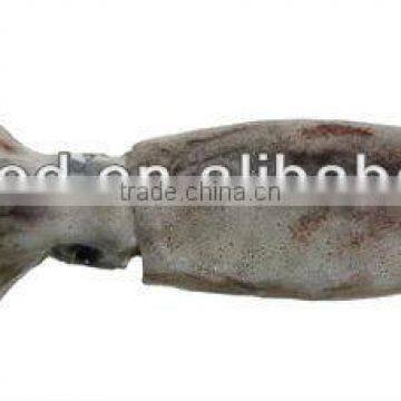 Very Cheap Squid Todarodes Pacificus Seafood