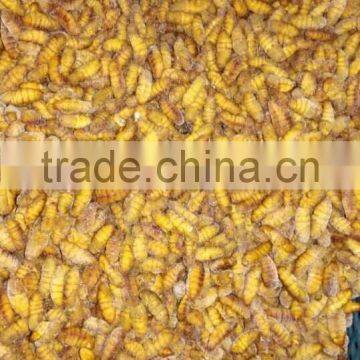 Beauty Product of Frozen Silkworm Chrysalis photo-3