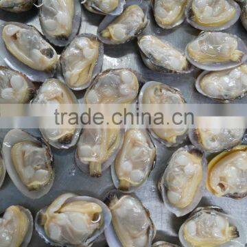 Japanese Food Supplier Frozen Delicious Fresh Whole Boiled Clam for Sale photo-2