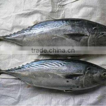 Good Quality Bonito Tuna Frozen Eastern Little Tuna 750G+ for Sale photo-4