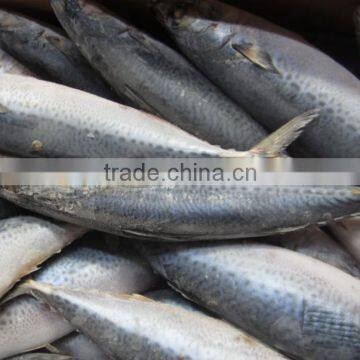 Frozen W/R Pacific Mackerel High-quality Seafood Fresh Fish photo-3