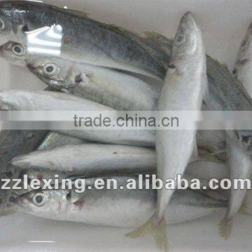 Frozen Horse Mackerel photo-2