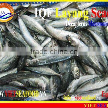 IQF LAYANG SCAD WHOLE ROUND photo-5
