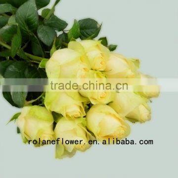 High-class fresh cut flower buyer black rose bushes for sale peach avalanche rose with 0.8_1.2kg/bundle from rolane