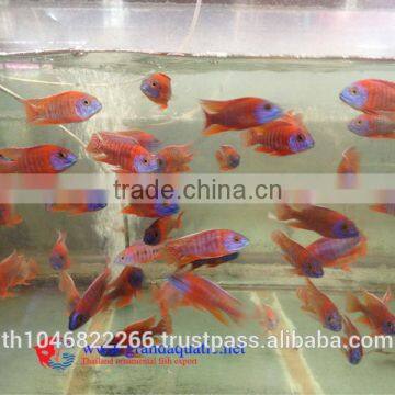 Malawi Cichlid Fish Farm for Sale and Export photo-2