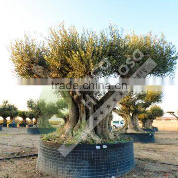 Cieza Collection - Millenary Olive Trees photo-3