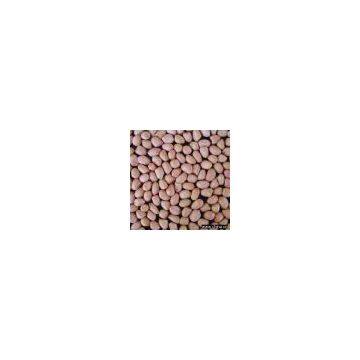 Sell Round Peanut Kernels 60/70