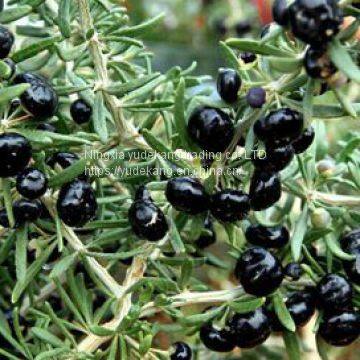 Чёрная шиповника